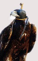 goldeneagle_arabcopia.jpg